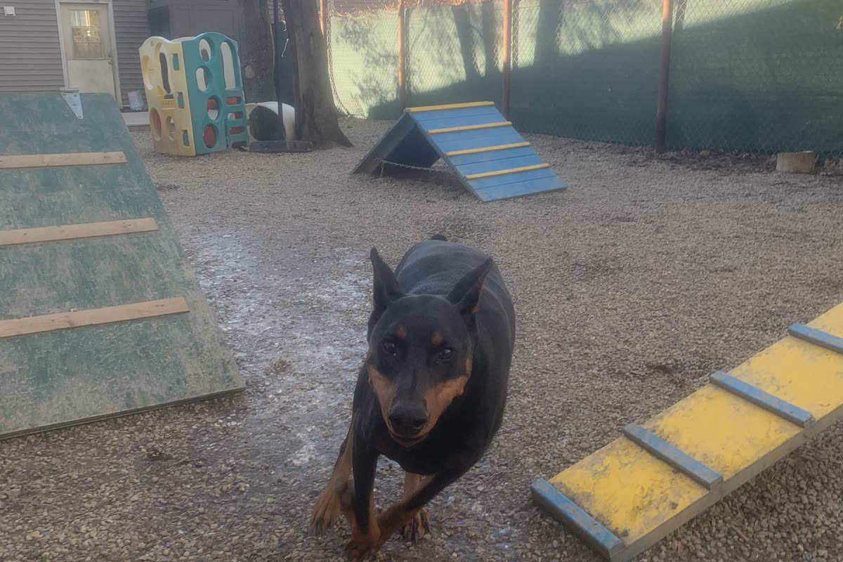 A dog running across the outdoor play yard past the agility ramps.