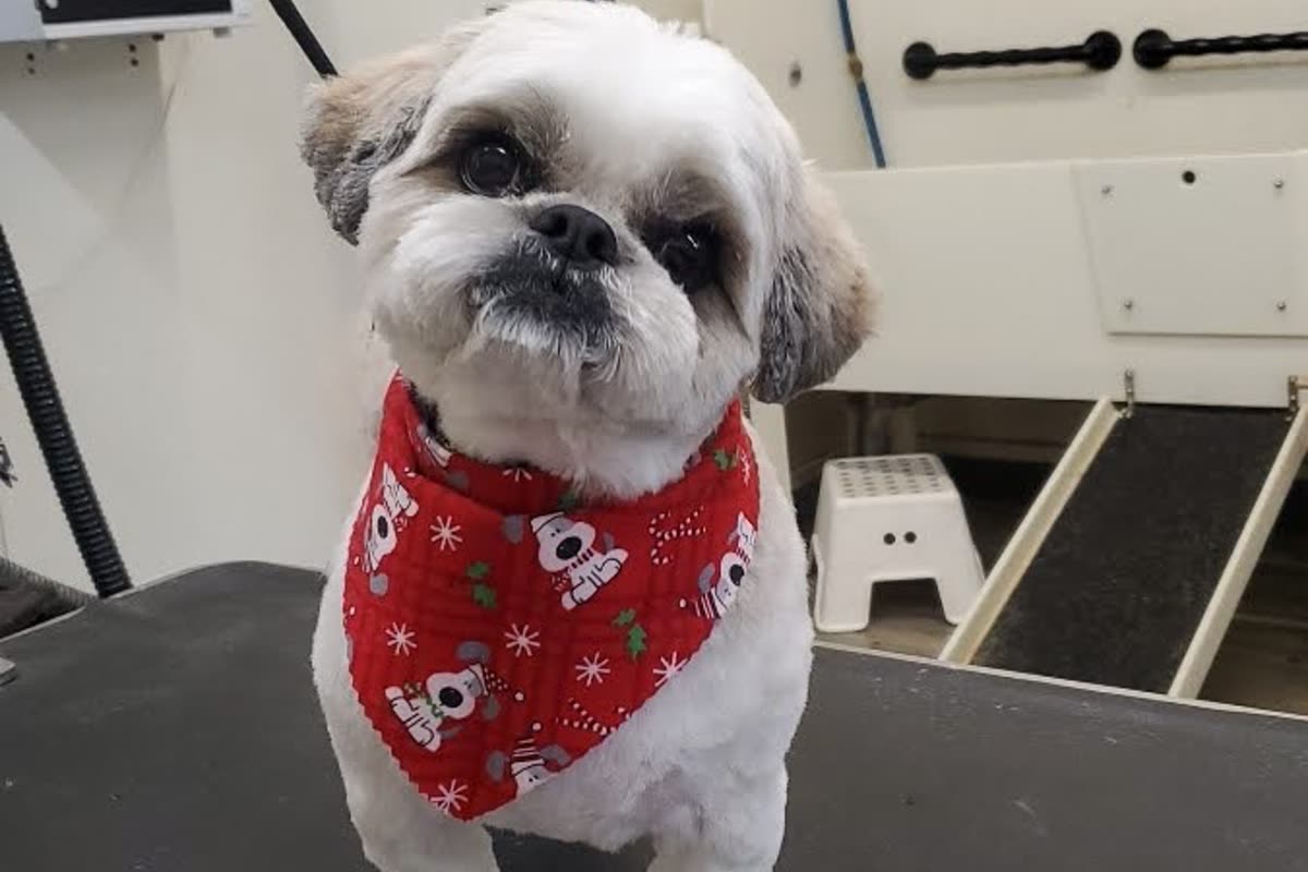 A freshly groomed small dog wearing a bandana, standing on the grooming table.