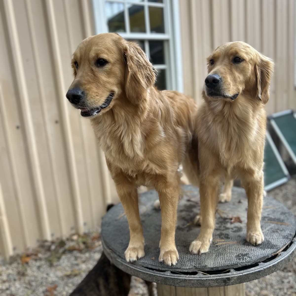 Two golden retrievers standing together on a platform in the outdoor play yard on a sunny day.