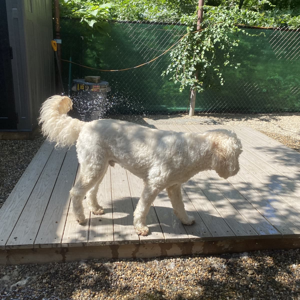 A dog shaking off water on the deck in the outdoor play yard at TopDog Daycare.