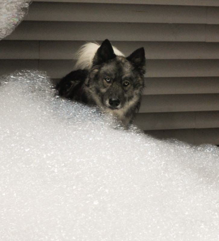 A dog peering over a deep bank of soap suds