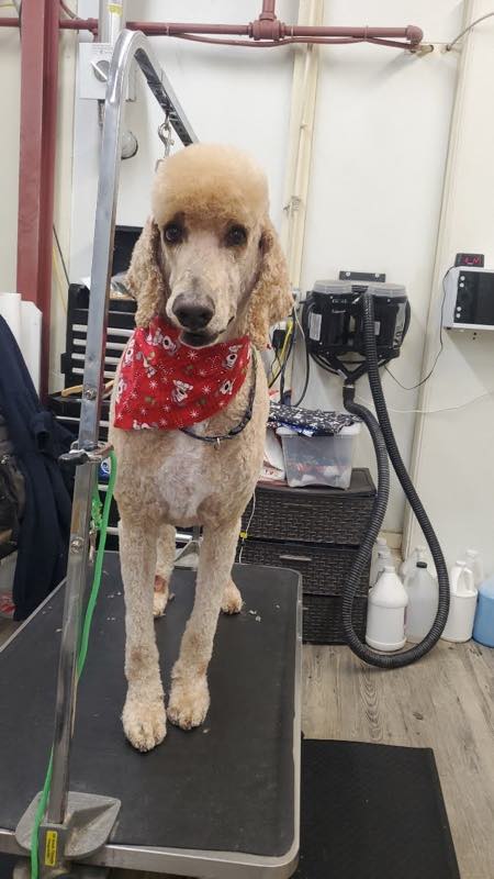 An apricot standard poodle in a bandana on the grooming table