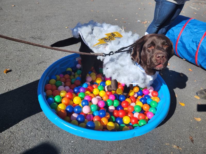 A chocolate Labrador standing in a paddling pool filled with coloured play balls