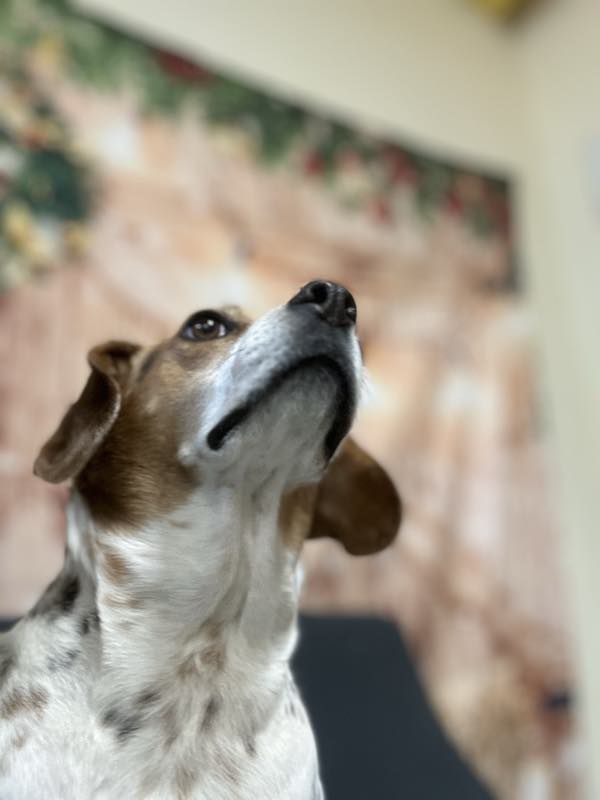 A beagle tilting its head up towards the camera