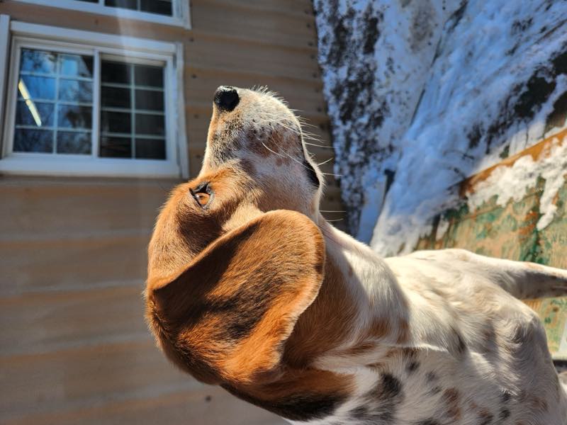 A beagle in profile, lit by low winter sun