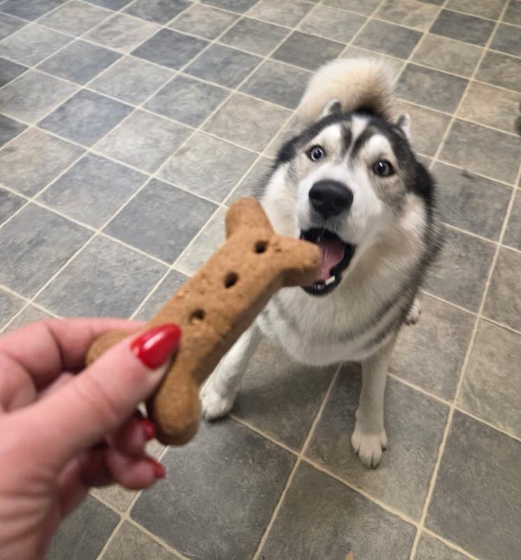 A husky taking a large bone-shaped biscuit