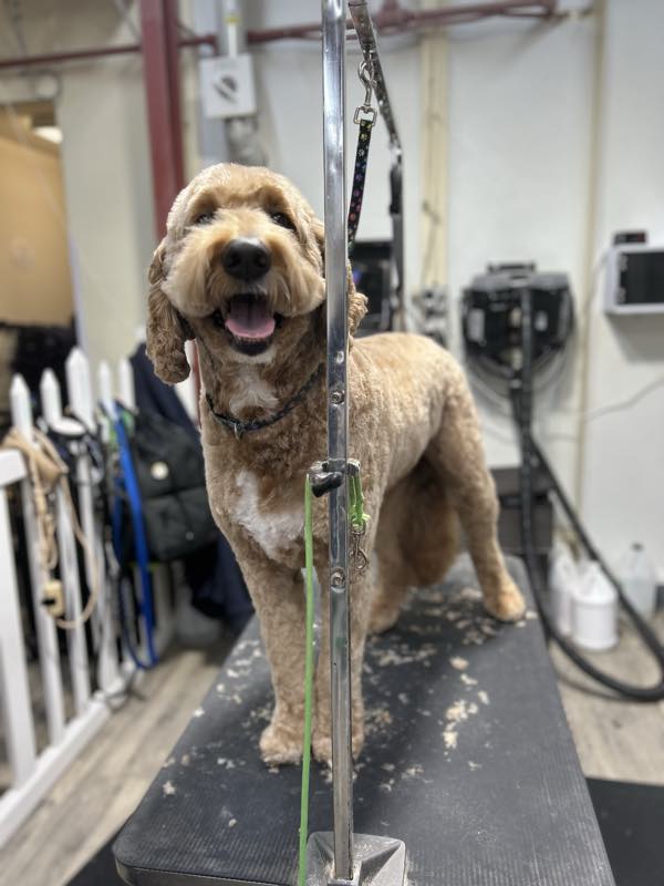 An apricot doodle freshly groomed on the grooming table