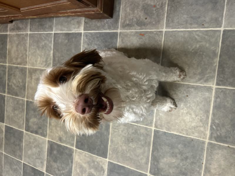 A brown and white doodle sitting on the tiled floor looking up