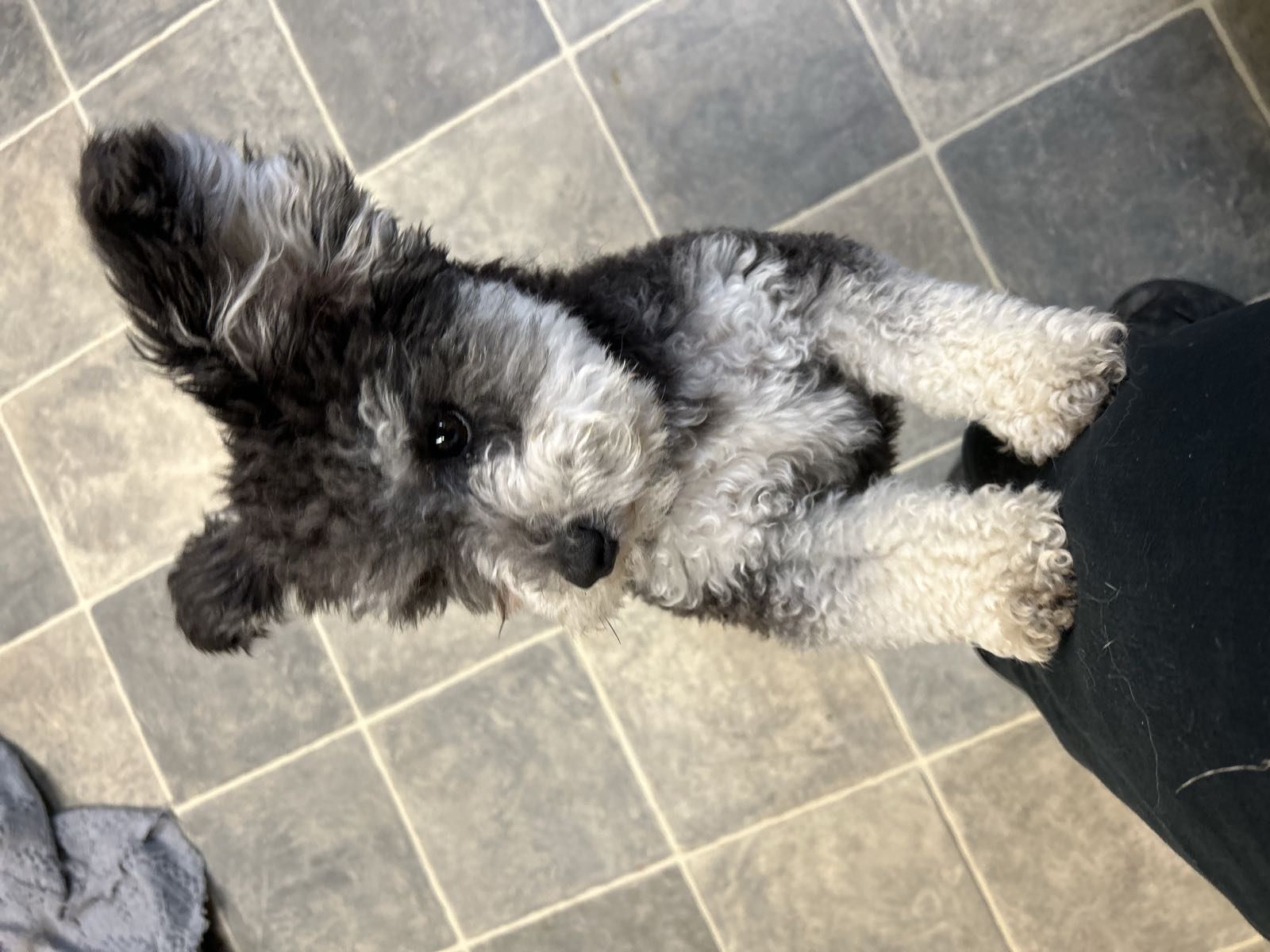A grey and white doodle puppy sitting and looking up at the camera.