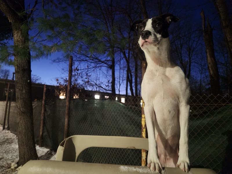 A dog sitting upright in the yard at dusk