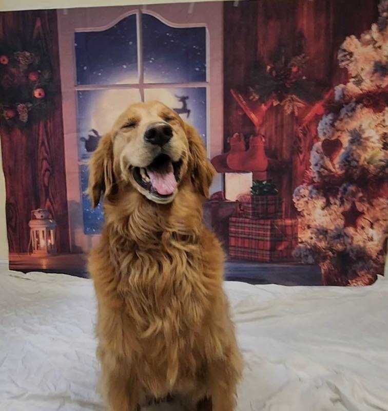 A golden retriever posing on the festive photo backdrop
