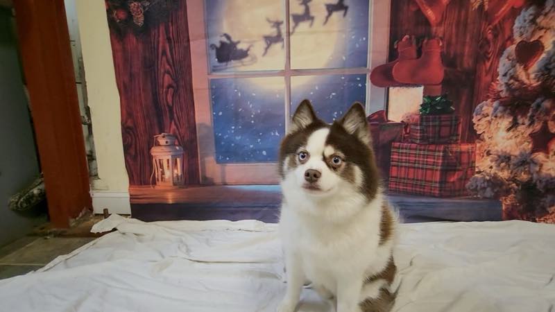A small dog posing on the festive photo backdrop