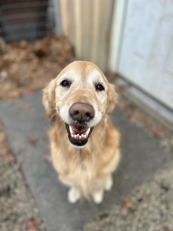 A golden retriever grinning up at the camera