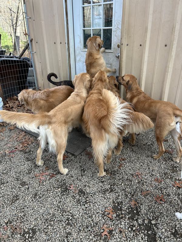A group of golden retrievers together by the door