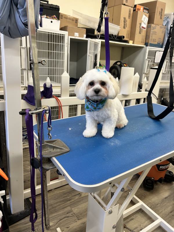 A freshly groomed small white dog wearing a bandana on the grooming table
