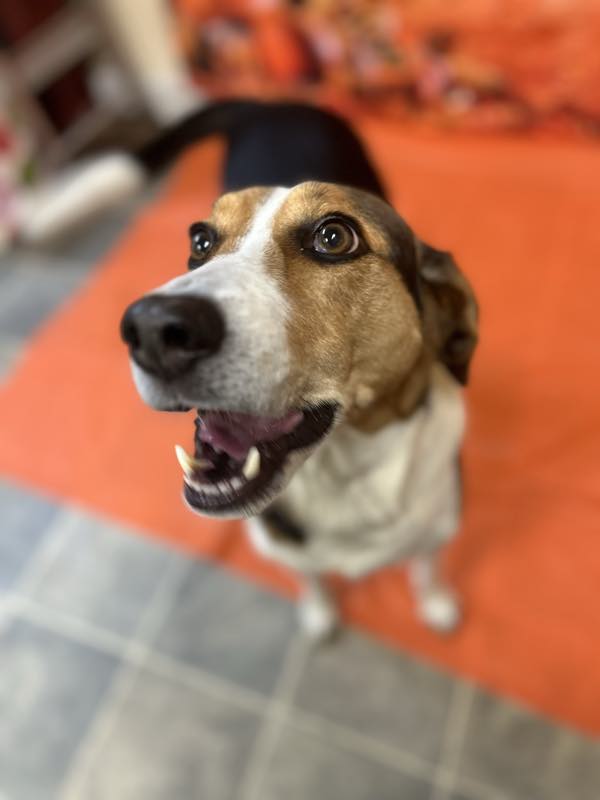 A beagle grinning at the camera