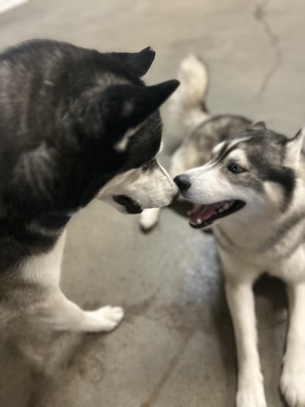Two huskies playing nose to nose