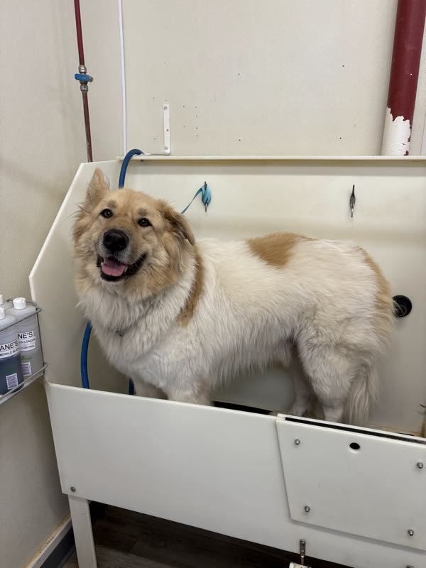 A fluffy cream and tan dog standing in one of the walk-in wash tubs