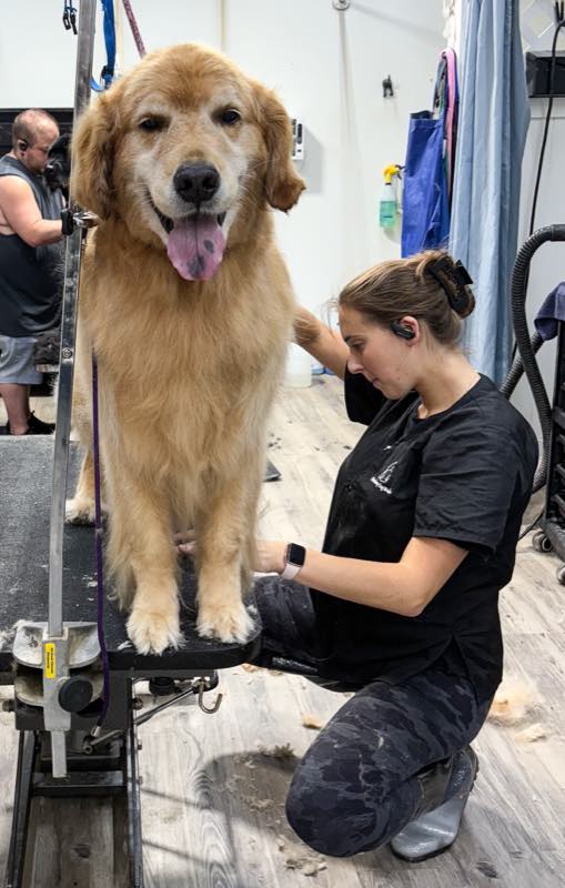 A golden retriever up on the grooming table while a groomer works