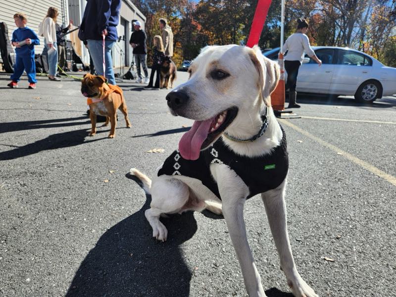 A white dog sitting in the sun at a community event