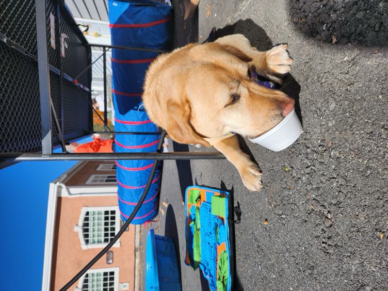 A yellow Labrador resting with a water bowl at a community event