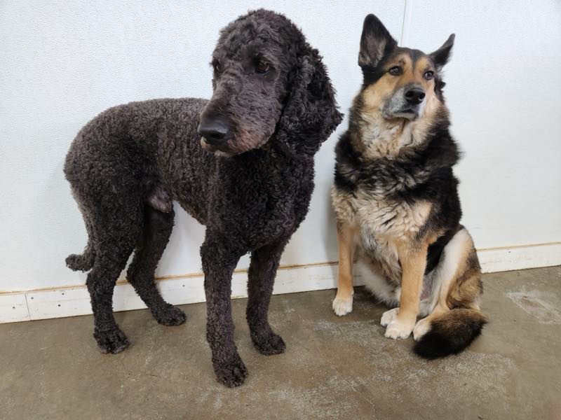A black standard poodle and a German shepherd sitting together indoors