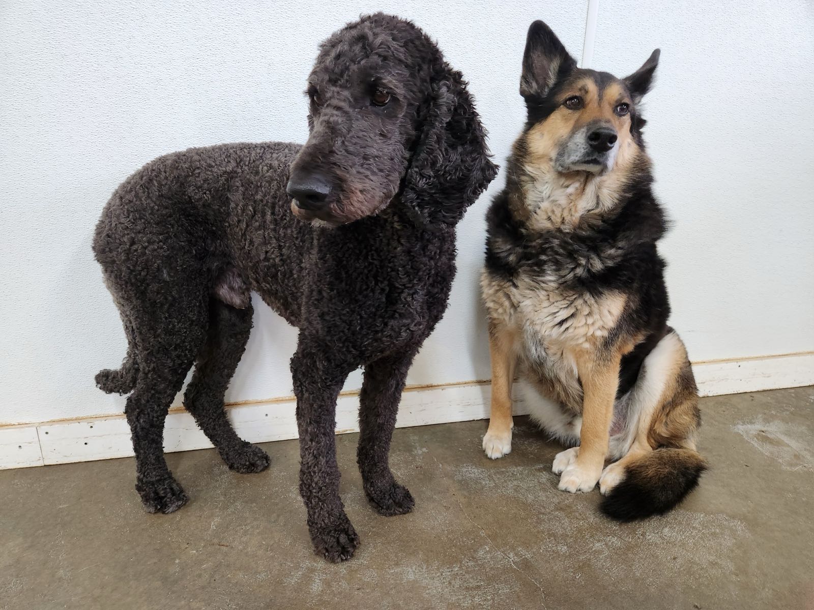 A black standard poodle and a German shepherd sitting together indoors at TopDog.