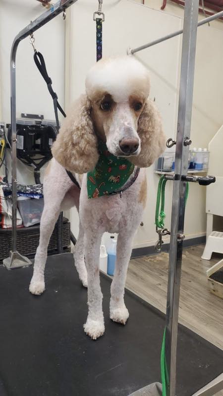A standard poodle freshly clipped, wearing a bandana on the grooming table