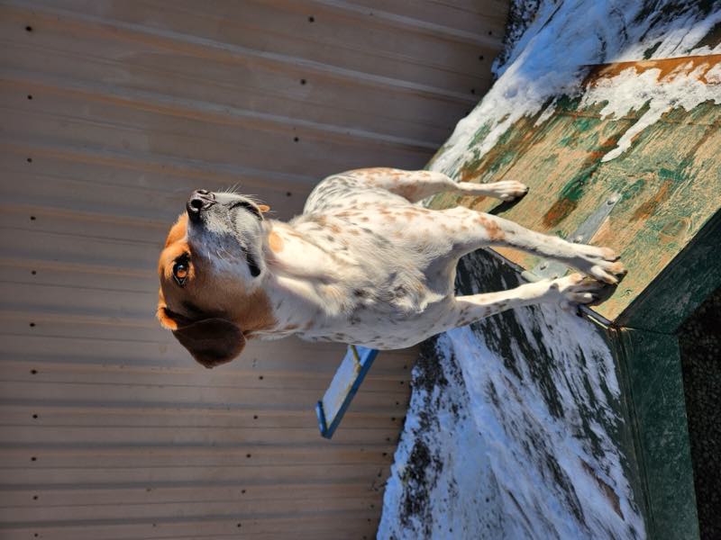 A beagle standing on the wooden ramp in the yard after snow