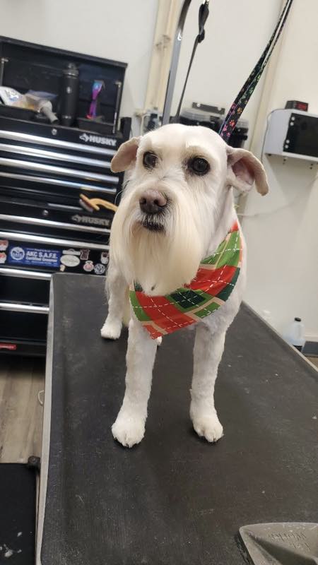 A freshly groomed schnauzer in a festive bandana on the grooming table