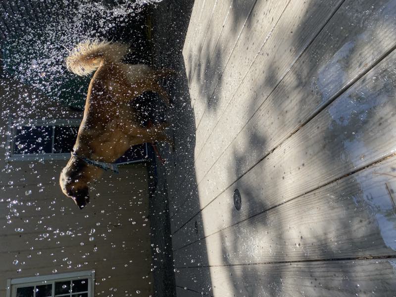 A dog shaking off water in the sunshine on the deck