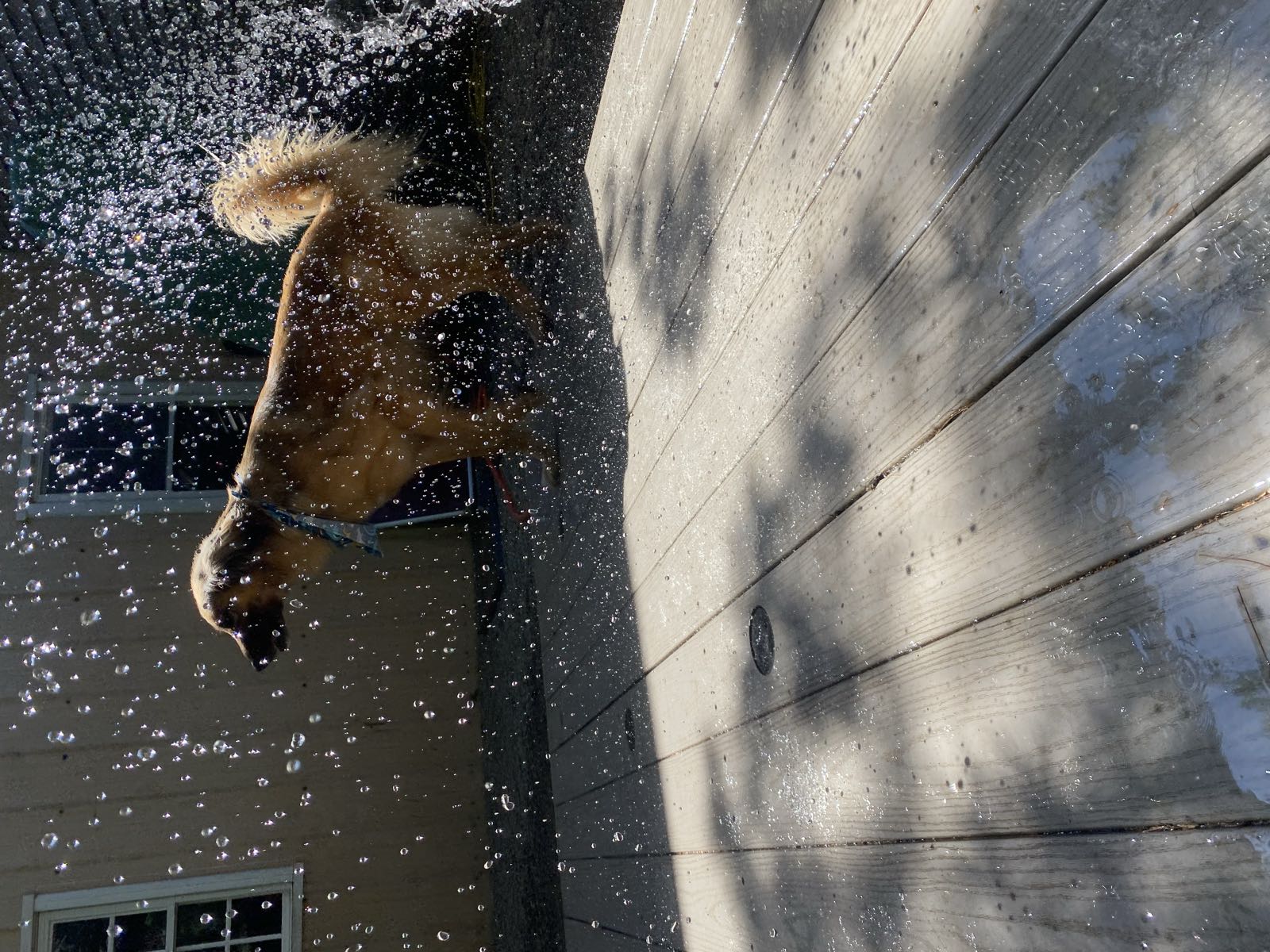 A dog shaking off water in the sunshine on the deck at TopDog