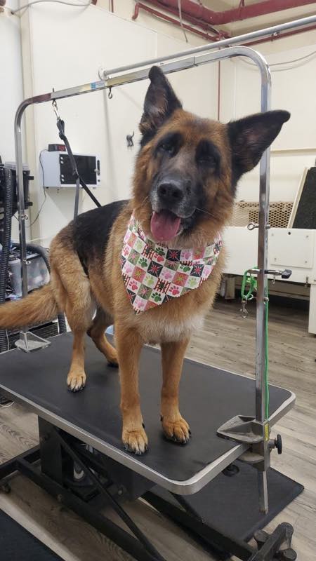A German shepherd on the grooming table wearing a bandana