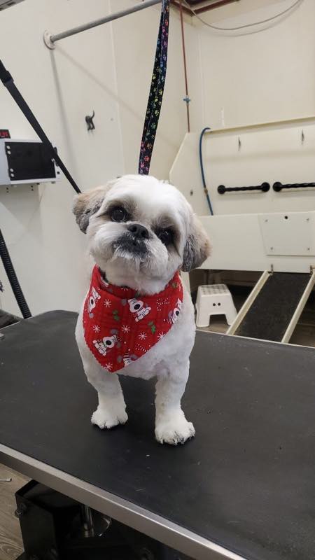 A freshly groomed shih tzu in a bandana on the grooming table