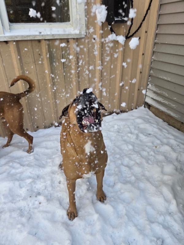 A dog shaking off snow in the yard
