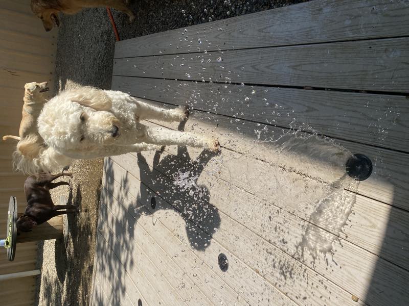 A cream doodle walking the wet deck while the sprinkler runs