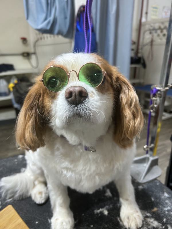 A cavalier spaniel wearing novelty sunglasses in the grooming room
