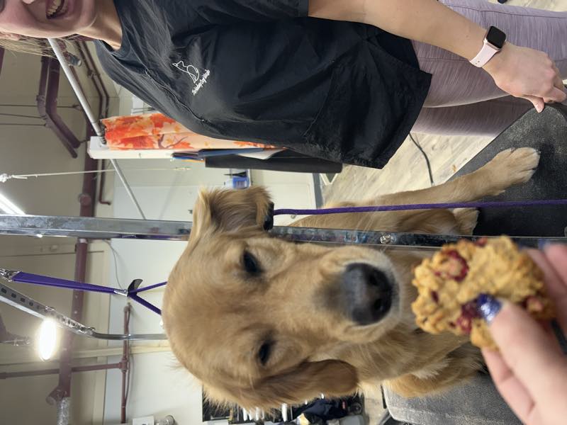 A golden retriever taking a homemade biscuit from a member of the team