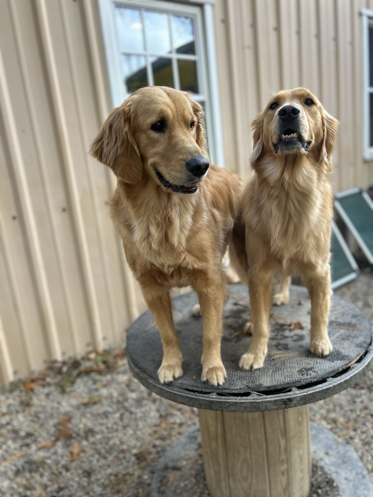 Two golden retrievers standing together on the deck at TopDog.