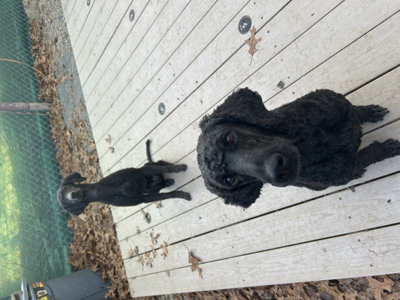 Two black dogs waiting on the wooden deck