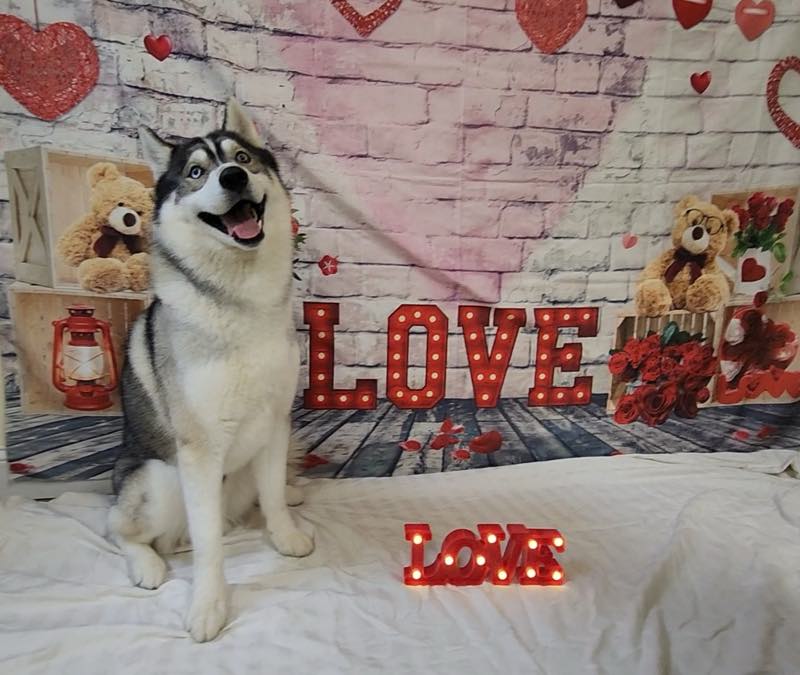 A husky posing on the Valentine's photo backdrop
