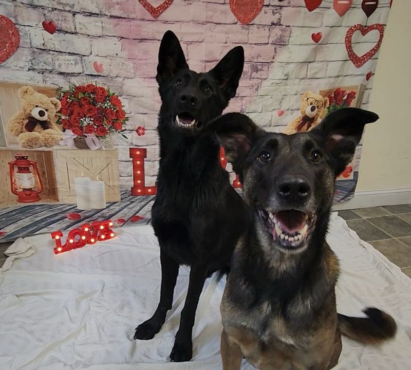 Two dark shepherds posing together on the Valentine's backdrop