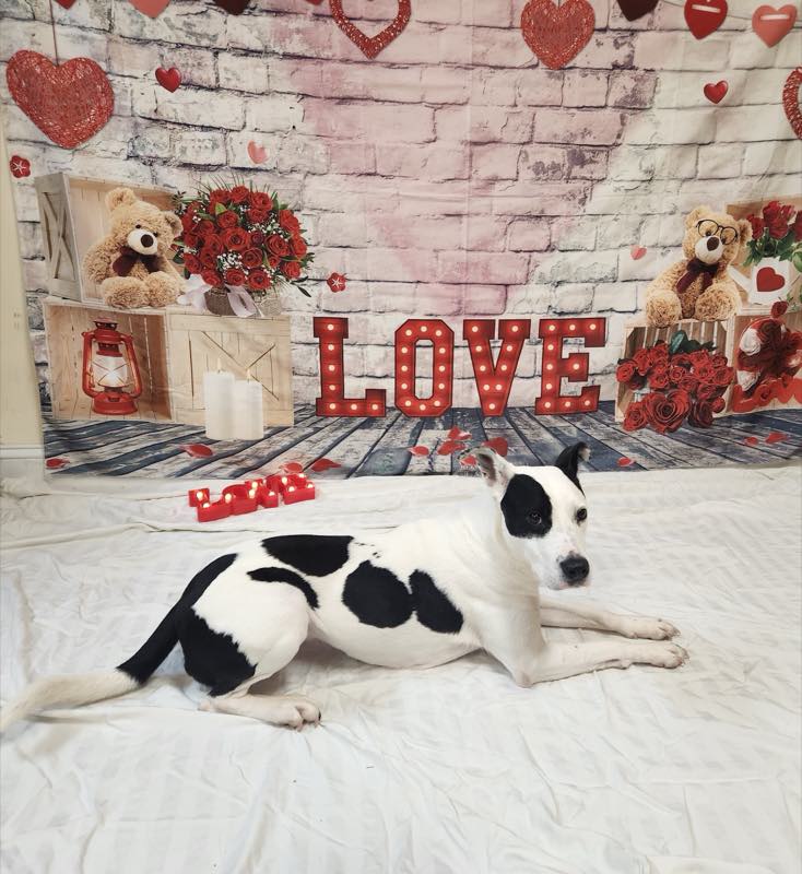 A black and white dog stretched out on the Valentine's backdrop