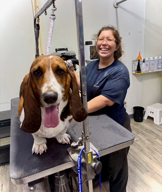 A TopDog groomer laughing beside a basset hound standing on the grooming table.