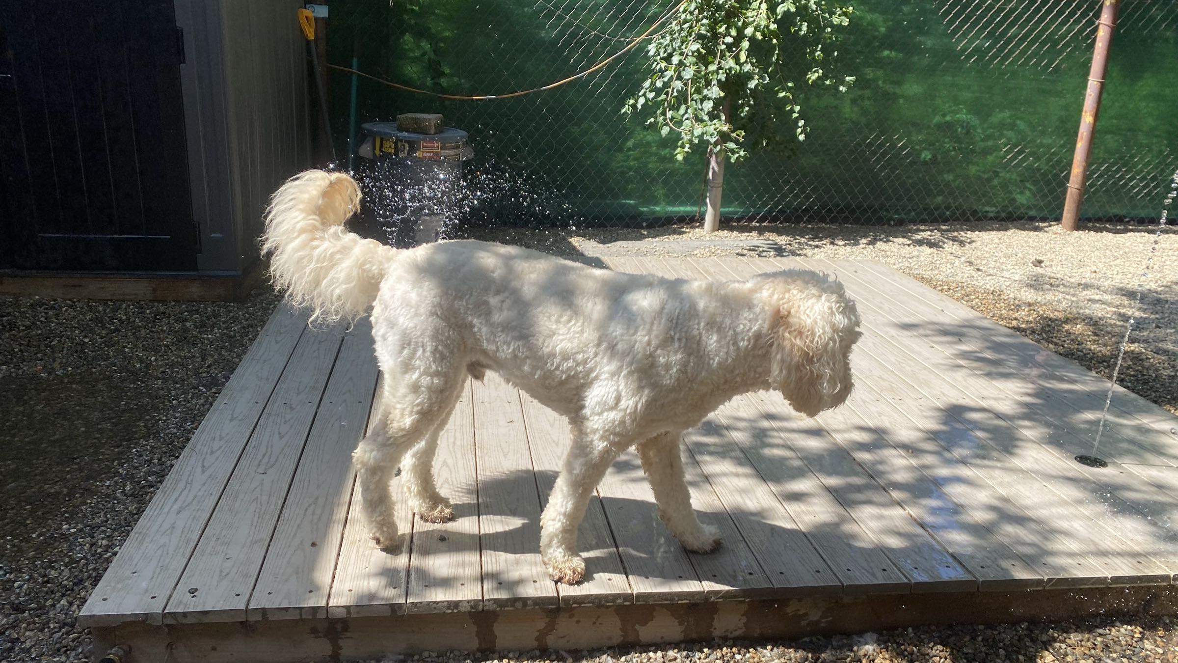A white doodle shaking off on the sunlit wooden deck in the yard at TopDog