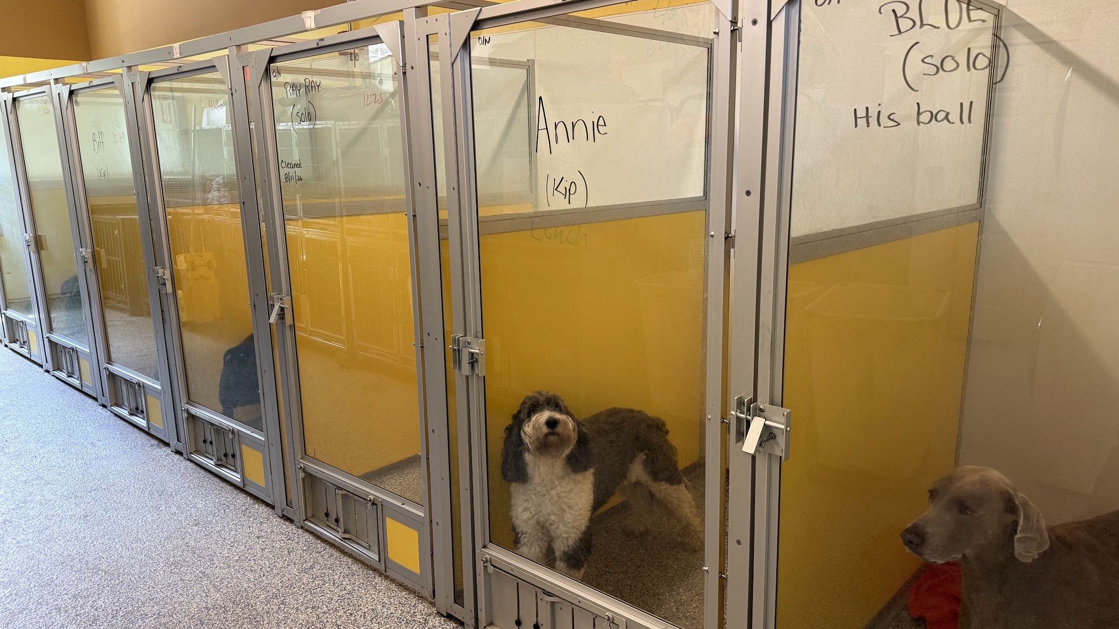 The boarding run at TopDog, a row of glass-fronted kennels with dogs settled inside