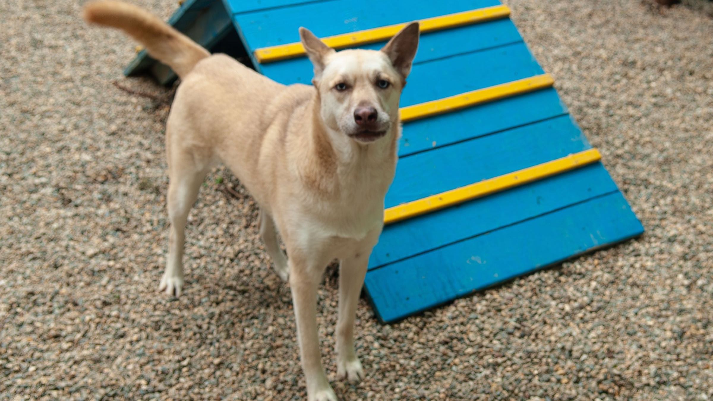A dog standing in the gravel yard beside the blue and yellow agility ramp
