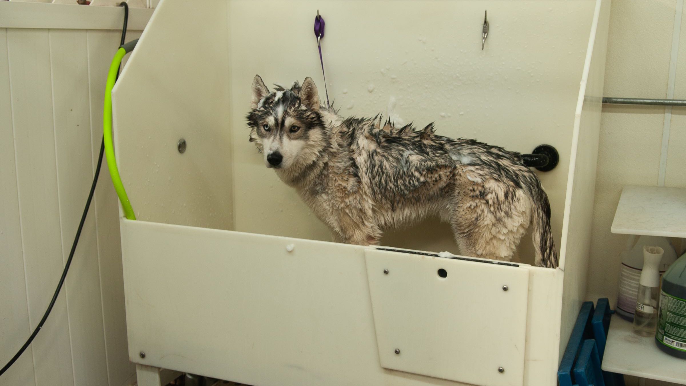 A wet husky standing in one of the walk-in wash tubs at the Medway Dog Wash