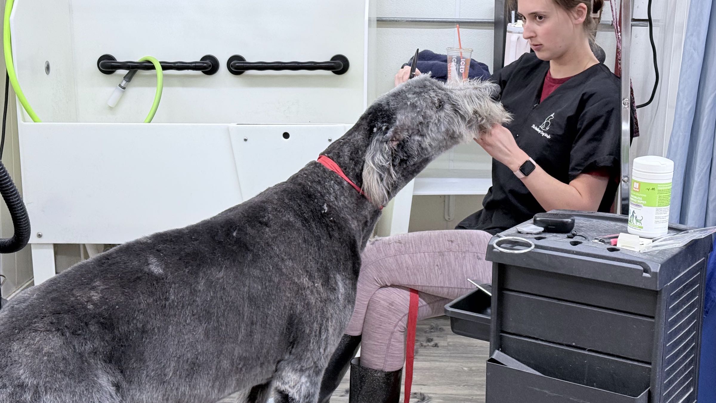 A groomer working through the coat of a large grey dog on the grooming table