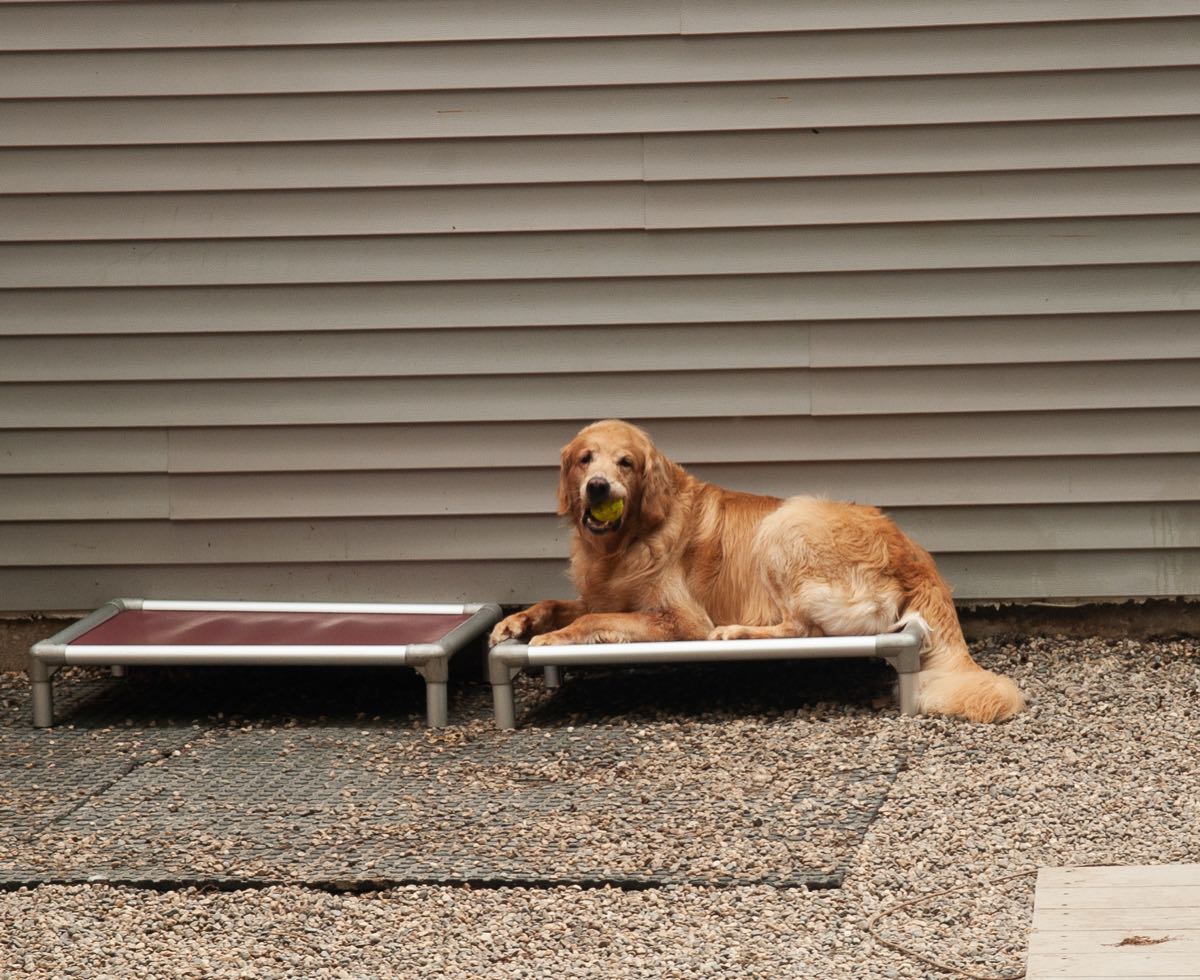 A golden retriever lying on a raised cot outside with a ball in its mouth
